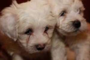 Vand pui Bichon Maltez