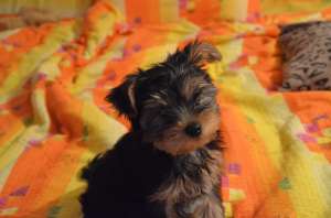 Yorkshire Terrier