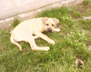 PRESA CANARIO 4 luni mascul 250 ..Arad