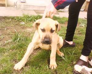 PRESA CANARIO 4 luni mascul 250 ..Arad