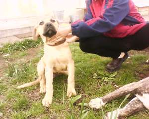 PRESA CANARIO 4 luni mascul 250 ..Arad