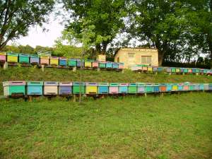Vand 20 Familin de albine