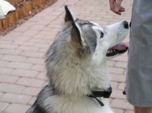 Dau spre imperechere mascul Husky Siberian