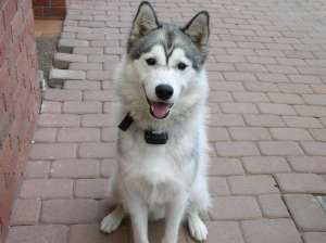Dau spre imperechere mascul Husky Siberian