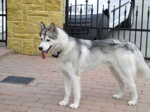 Dau spre imperechere mascul Husky Siberian