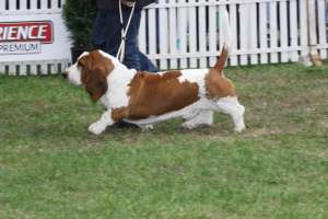Vand pui basset hound din tata campion de Romania