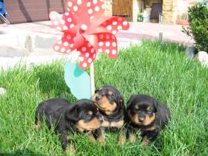 Pui Rottweiler