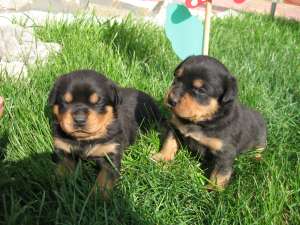 Pui Rottweiler