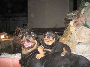 Pui Rottweiler