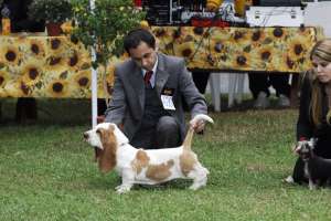 Vand pui basset hound din tata campion de Romania