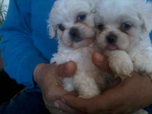 Vand pui de Bichon Maltese