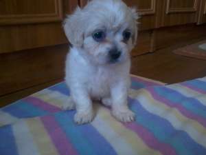 Vand pui de Bichon Maltese