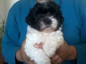 Vand pui de Bichon Maltese