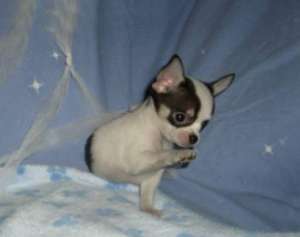 chihuahua toy