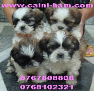 Vindem Shih-Tzu