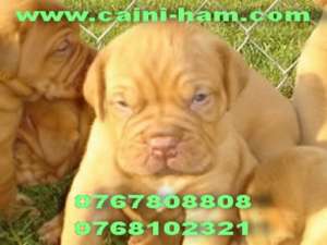 Vindem Dog de Bordeaux