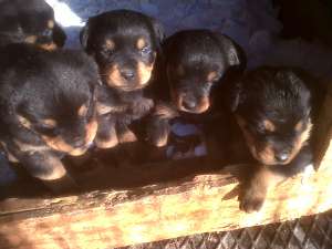 vand pui de rottweiler
