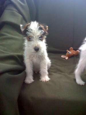 catei de vanzare fox terrier