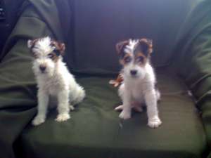catei de vanzare fox terrier