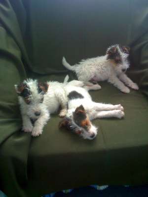 catei de vanzare fox terrier