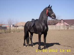 Iapa Friesian 3 ani si 2 luni