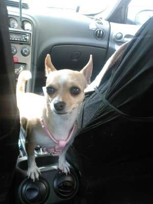 caut mascul Chihuahua pt imperechere