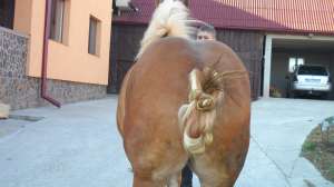 MANZA SEMIGREA