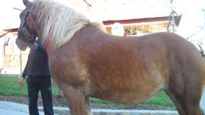 MANZA SEMIGREA
