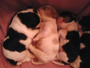 1 mascul Cavalier KIng Charles Spaniel