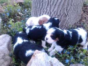 1 mascul Cavalier KIng Charles Spaniel