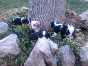 1 mascul Cavalier KIng Charles Spaniel