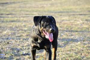 vand rottwailer