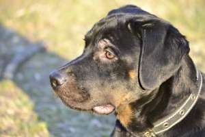 vand rottwailer