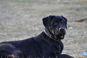 vand rottwailer