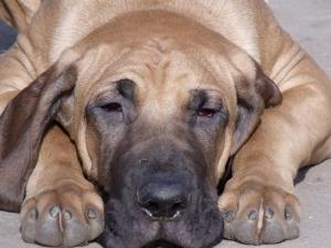 FILA BRASILEIRO de vinzare