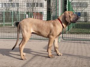 FILA BRASILEIRO de vinzare