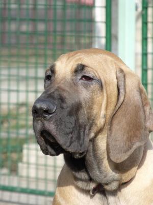 FILA BRASILEIRO de vinzare