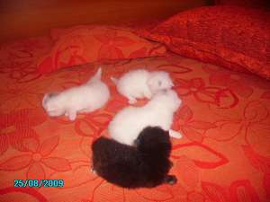 Pisicute persane de exceptie