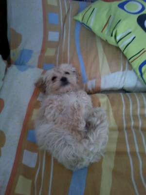 Vand Bichon Maltese