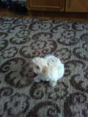 Vand Bichon Maltese