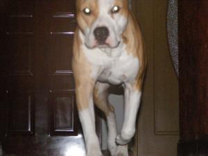 OFER MASCUL AMSTAFF PENTRU MONTA