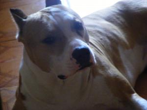 OFER MASCUL AMSTAFF PENTRU MONTA