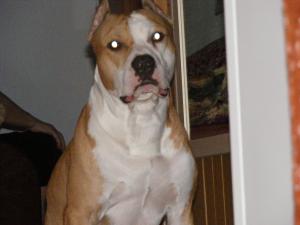 OFER MASCUL AMSTAFF PENTRU MONTA