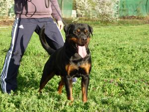 Pui Rottweiler