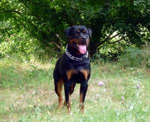 Pui Rottweiler