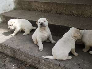 VAND PUII SHAR-PEI
