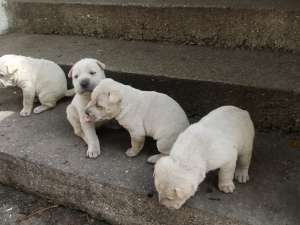 VAND PUII SHAR-PEI