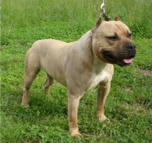 pui amstaff din linii de campioni mondiali.