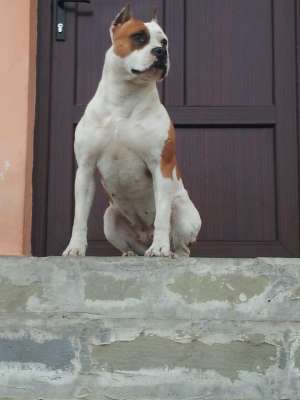pui amstaff din linii de campioni mondiali.