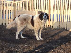 Vand femela Ciobanesc Romanesc de Bucovina,   Cocariu Florin,   tel 0757112181,   Stroiesti Suveava